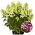 Гортензия метельчатая Panflora
