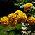 Буддлея красно-желтая Sungold