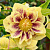 Морозник восточный Double Ellen Yellow spotted