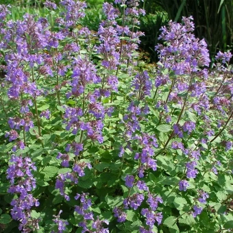 Котовник Фассена Blue Wonder