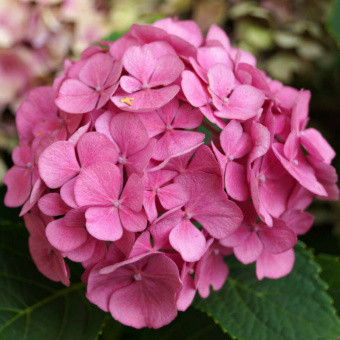 Гортензия Macrophylla pink