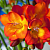 Фрезия Double Orange