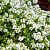 Тимьян ранний Wirral White
