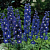 Дельфиниум  культурный M. F. Dark Blue with White Bee