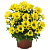 Хризантема Breeze Yellow