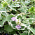 Будра плющевидная Variegata