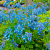 Хохлатка извилистая Craigton Blue