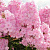 Флокс метельчатый Rosa Pastell