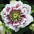 Морозник восточный White Spotted Double