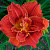  Лилейник Paprica Flame