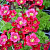 Камнеломка Арендса Marto Hot Rose