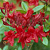 Азалия Crosswater Red