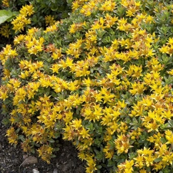 Очиток цветоносный Golden Yellow