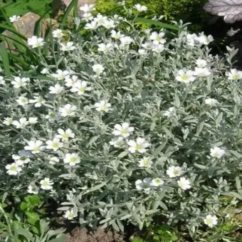 Ясколка войлочная Silver White
