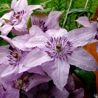 Клематис гибридный Hagley Hybrid