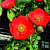 Мак Pop-up Red