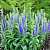 Вероника колосистая Ulster Dwarf Blue