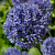 Лук декоративный Azureum