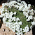 Арабис кавказский Little Treasure Deep White