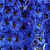 Дельфиниум  культурный M. F. Dark Blue with Black Bee