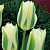 Тюльпан White Spring Green