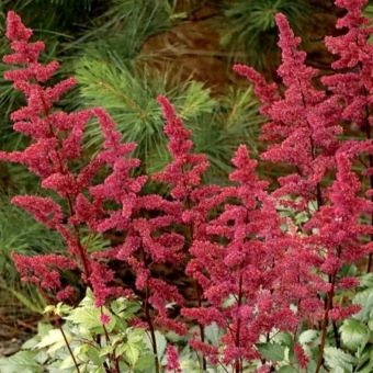 Астильба Арендса Burgundy Red