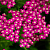 Тысячелистник обыкновенный Cerise Queen