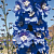 Дельфиниум  культурный M.F. Mid Blue with White Bee