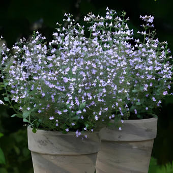 Душевик котовниковый Marvelette Blue