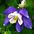 Аквилегия вееровидная Spring Magic Blue And White