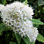 Спирея японская Albiflora