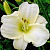 Лилейник White Temptation